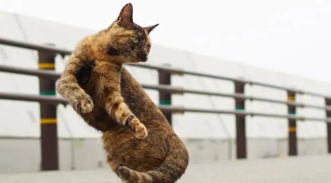 猫咪为什么侧着身子跳跃呢