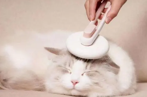 猫脱毛用什么药好