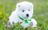 狗狗细小为什么要灌肠