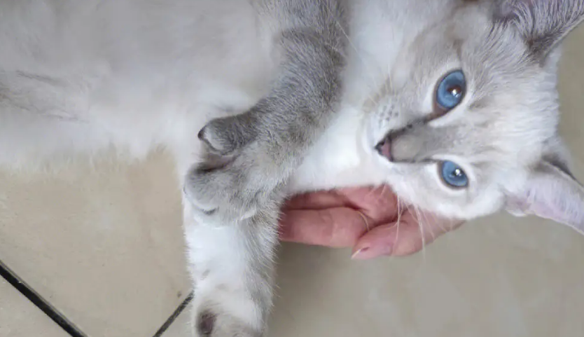 暹罗跟虎斑猫配的猫咋样 暹罗跟虎斑猫配的猫咋样