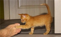 猫咪胆小的原因