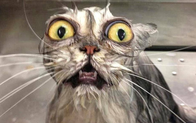 猫咪为什么会怕水呢怎么回事