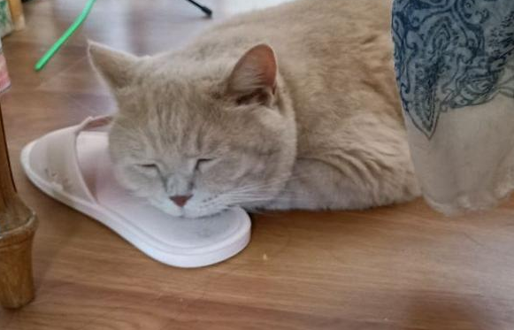 猫咪为什么要抱着拖鞋睡