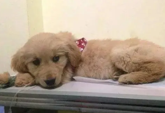狗翻肠子是几个月