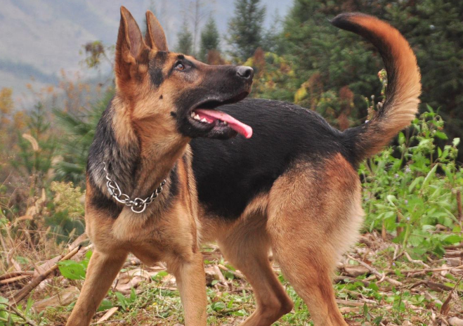 萌宠小知识：昆明犬怎么训练叼东西？