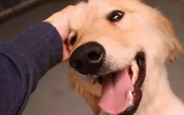狗眼中的主人也是狗吗