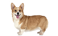 柯基犬如何看品相
