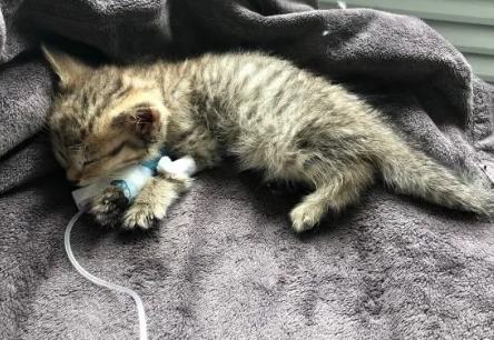 猫瘟开始到死亡全部阶段