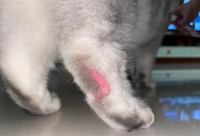 猫咪皮肤病是什么原因引起的 猫咪皮肤病是什么原因引起的