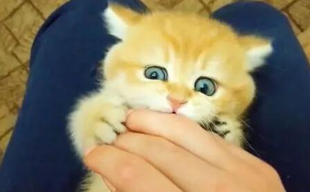 怎么教育小奶猫不咬人?有人清楚吗? 怎么教育小奶猫不咬人?有人清楚吗?