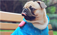 怎么训练巴哥犬大小便