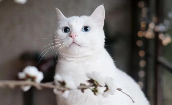 猫咪为什么会站不稳头摇来摇去 猫咪为什么会站不稳头摇来摇去