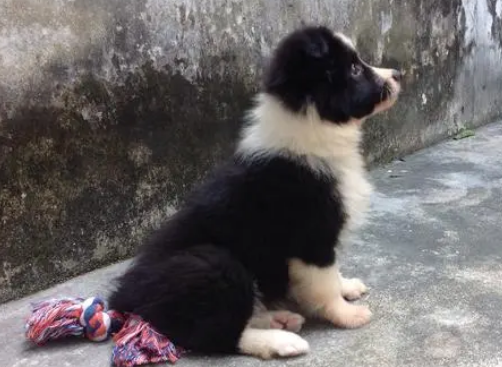 边牧怎么训练游泳？来看看吧