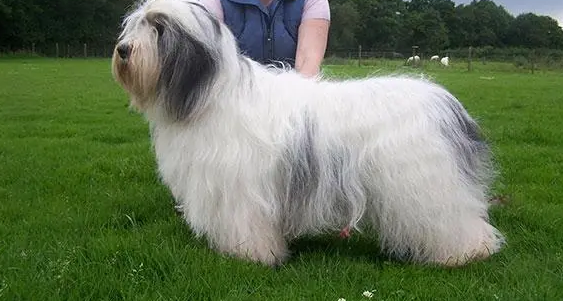 波兰低地牧羊犬怎么洗澡？关键就在这里