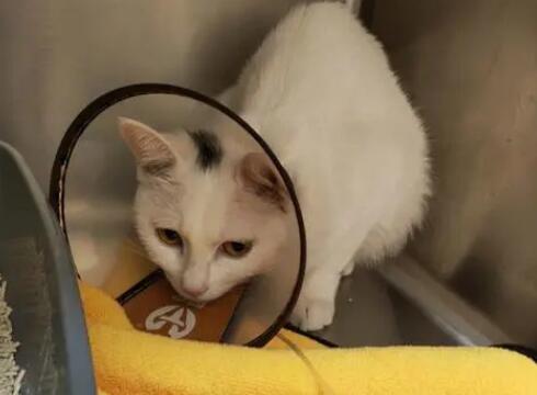 猫瘟撑过几天算安全了 猫瘟撑过几天算安全了