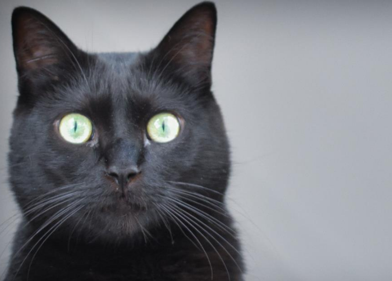 养猫女孩颅内有大量寄生虫