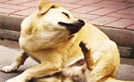 狗狗为什么抓痒又咬自己