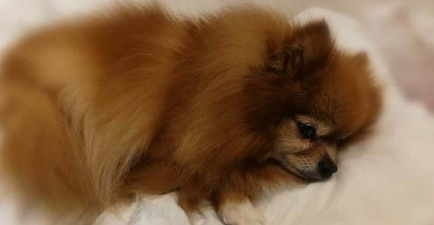 博美犬吐黄粘液怎么回事儿