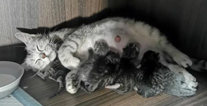 猫生产前先出来个黑色的包