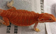 养鬃狮蜥有什么危害
