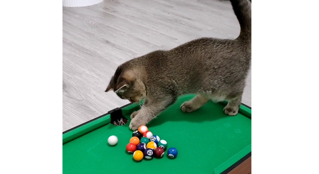 猫咪为什么喜欢台球呢 猫咪为什么喜欢台球呢