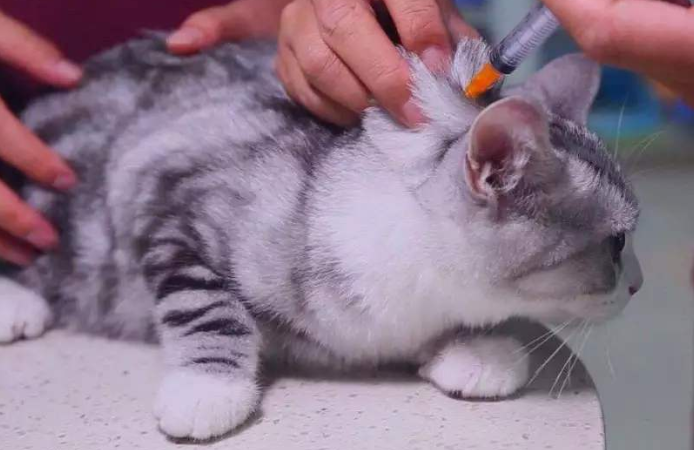 猫猫为啥要打疫苗
