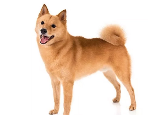 芬兰狐狸犬性格怎样？适合养吗？