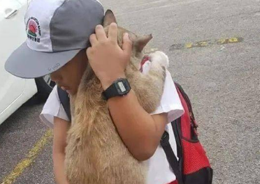 小主人和猫难舍难分，场面“腻歪”主人看不下去