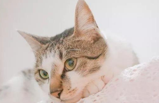 第一次养猫的注意事项