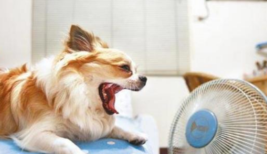 狗狗为什么喜欢舔风扇