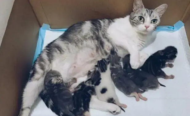 猫咪生产为什么有死胎的原因