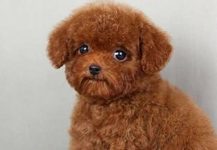 全是泰迪犬,性情却大不一样,你们家狗狗是哪一种呢? 全是泰迪犬,性情却大不一样,你们家狗狗是哪一种呢?