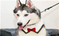 哈士奇幼犬多少钱一只