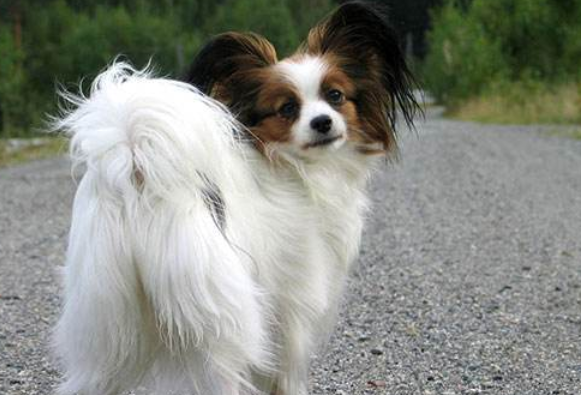 杂交蝴蝶犬寿命一般多少年