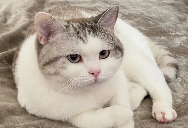 猫咪为什么喜欢劈腿呢