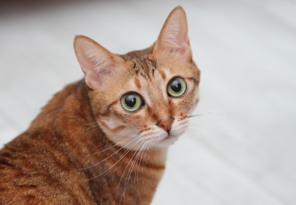田园猫和橘猫有什么区别