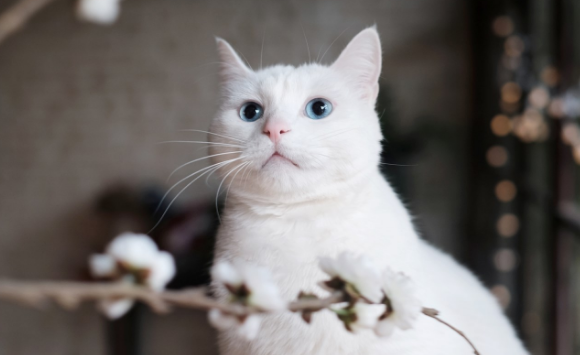 公猫乳腺增生怎么办 公猫乳腺增生怎么办