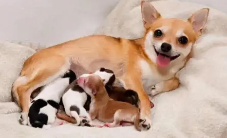 中华田园犬产前征兆有哪些?有必要了解一下! 中华田园犬产前征兆有哪些?有必要了解一下!
