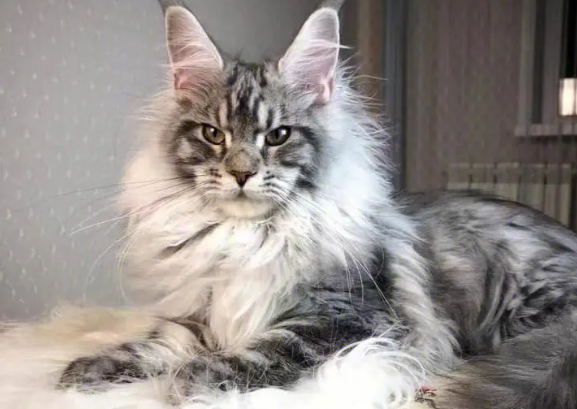 缅因猫护主吗