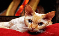 德文卷毛猫智商排第几
