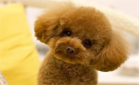 泰迪狗狗吃狗粮不嚼怎么办