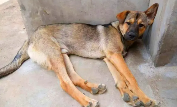 快来了解:中华田园犬产后吃什么下奶? 快来了解:中华田园犬产后吃什么下奶?