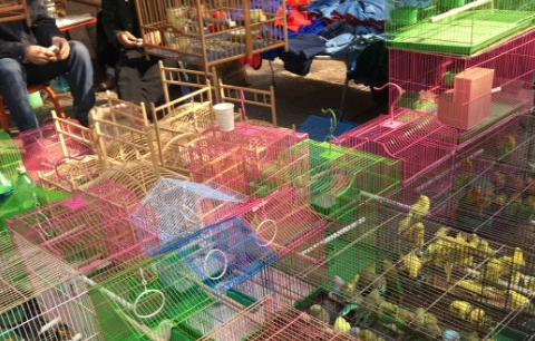 河北高碑店花鸟鱼虫市场 河北高碑店花鸟鱼虫市场