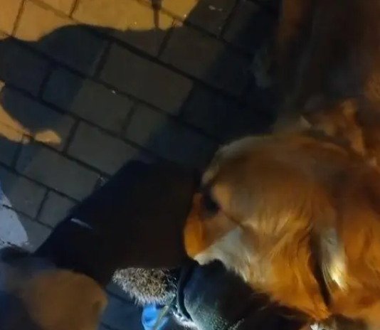金毛咬住刺猬不松口，气得女子快要哭了：白仙你可千万别生气