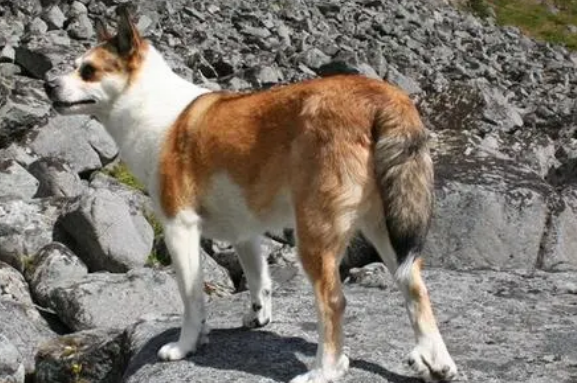 挪威伦德猎犬怎么养？你知道吗？