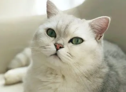 人喜欢猫咪的原因是什么 人喜欢猫咪的原因是什么