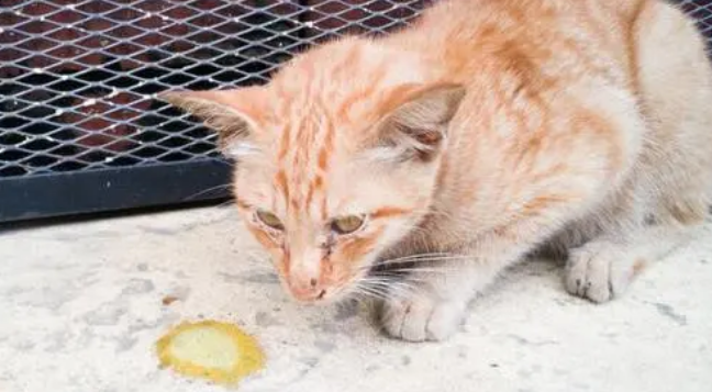 猫吃猫草后就吐了一滩黄水 猫吃猫草后就吐了一滩黄水