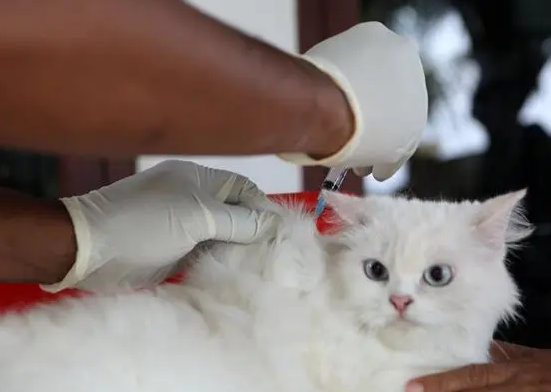 5个月大的猫打过疫苗吗