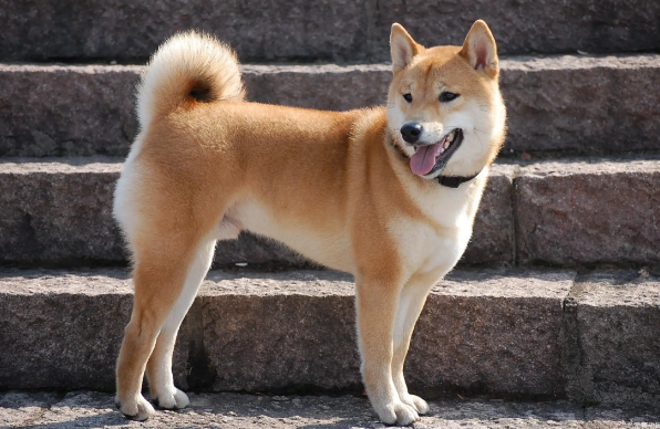 土狗能和宠物狗放一起养吗