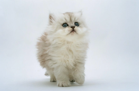 猫发完情后的症状 猫发完情后的症状